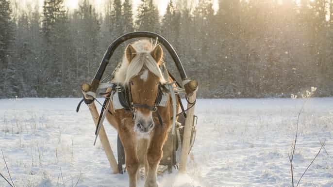st. petersburg winter tour with horsedrawn sleigh ride