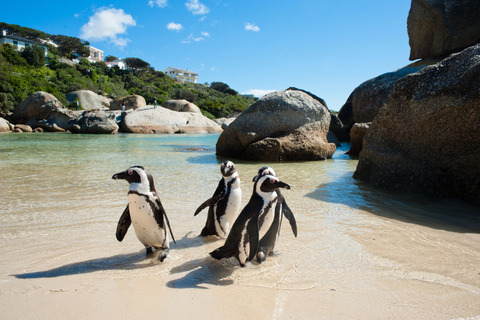 From Cape Town: Cape Point and Boulders Beach Full-Day Tour Tour Excluding Cape Point Park Fee