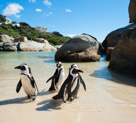 Safaris und die Tierwelt