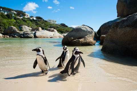 Vanuit Kaapstad: daguitstap naar Kaappunt met pinguïns