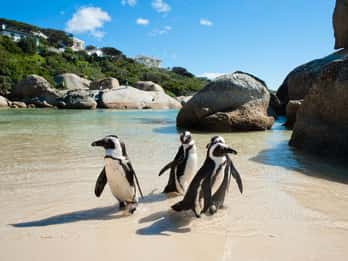 Ab Kapstadt: Cape Point und Pinguine – Entdeckungstour Ab Kapstadt: Cape Point und Pinguine – Entdeckungstour