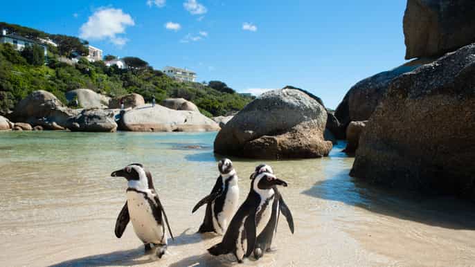 cape point and penguin explorer fullday tour from cape town
