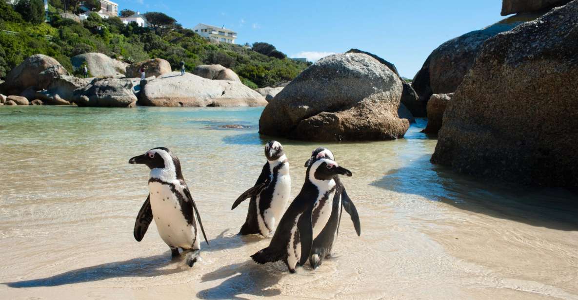 Da Cidade do Cabo: Excursão de dia inteiro para Cape Point e Boulders Beach