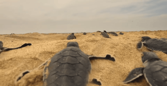 Sri Lanka:2-day wildlife tour+Yala, Rekewa, Mirissa, Bentota