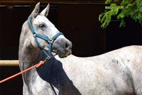 Sevilla: rit met paardenkoets