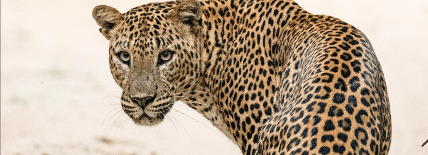 Parc national de Kumana Safari léopard visite privée