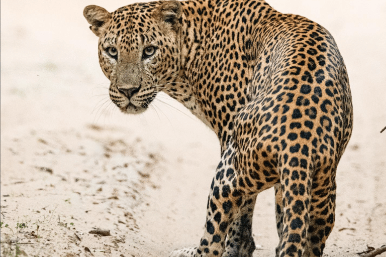 Från Tangalle: Safari i Yala nationalpark med Drop: Ella4 timmars morgonsafari