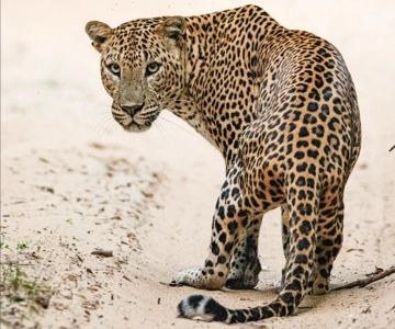 Safari con i leopardi nel Parco Nazionale di Kumana Tour privato