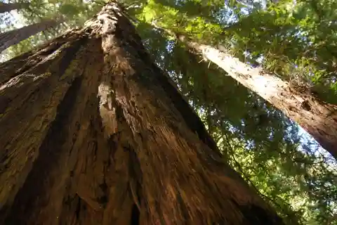 San Francisco : Visite de Muir Woods et croisière dans la baie du Golden Gate