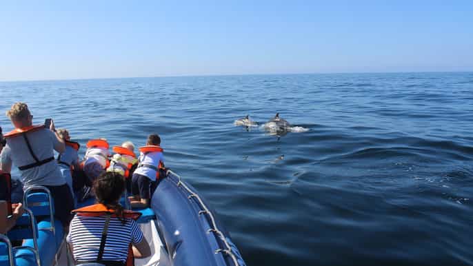 desde lagos crucero de avistamiento de delfines