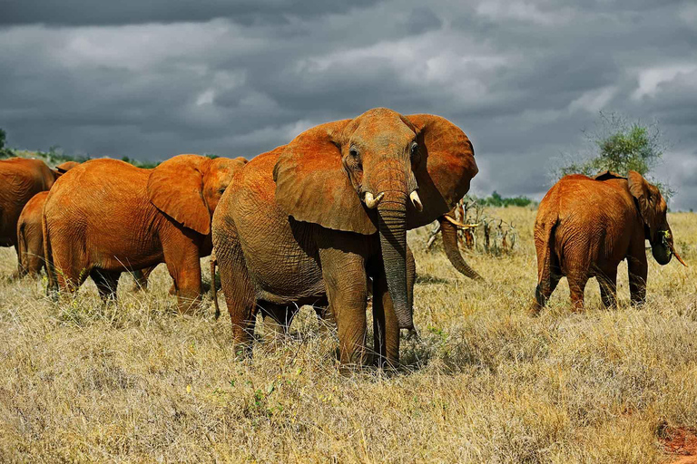 Safari de 3 días y 2 noches a Tsavo desde Nairobi