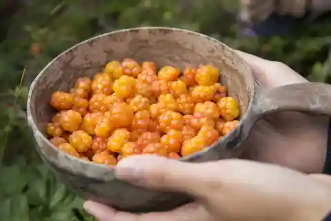 Rovaniemi: Plockning av vilda bär och tillverkning av juice