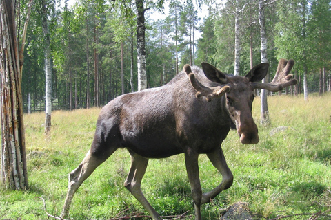 Rovaniemi: Day Trip to Ranua Wildlife Park