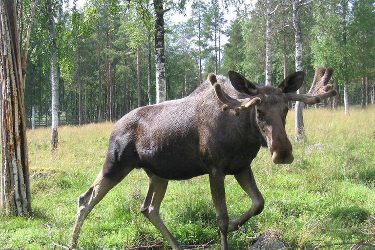 Rovaniemi: Day Trip to Ranua Wildlife Park