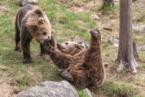 Rovaniemi: Day Trip to Ranua Wildlife Park