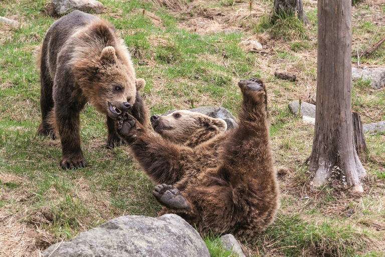 Rovaniemi: Day Trip to Ranua Wildlife Park