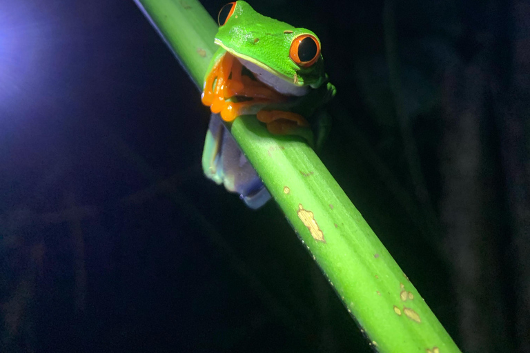 La Fortuna: tour notturno del Rio Habana con guida