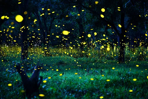 Fra Kuala Lumpur: Fireflies-tur og fisk- og skaldyrsmiddag