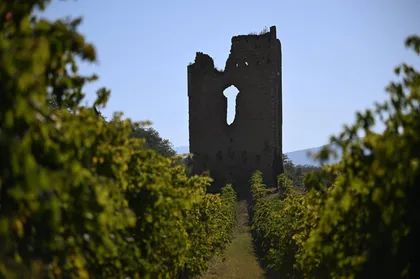 Torre Raone: die Tradition der Weinberge