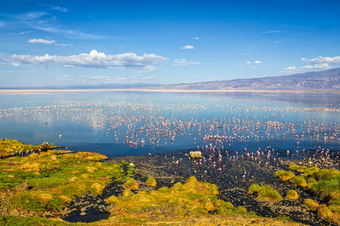 Excursão de 1 dia ao Lago Natron