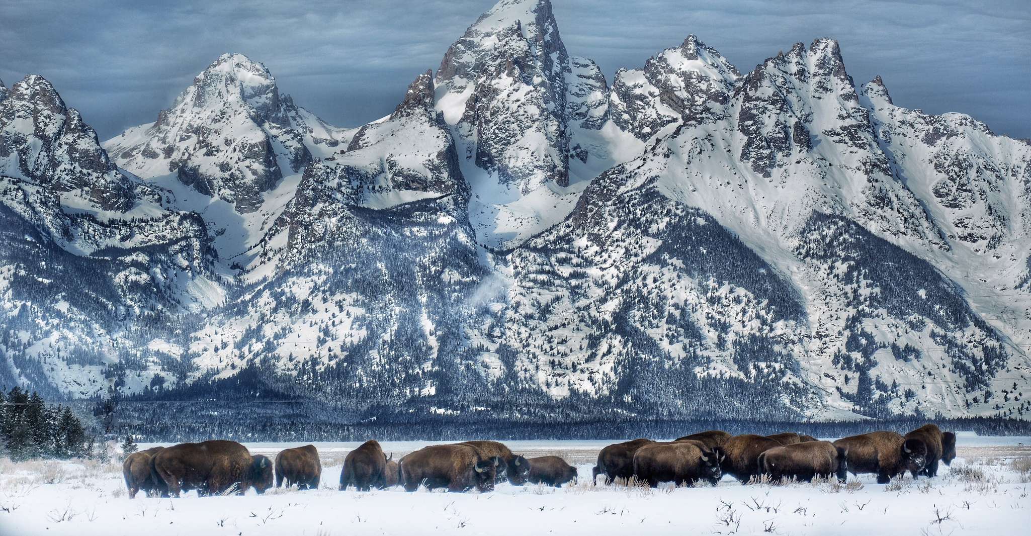 Jackson, Grand Teton und National Elk Refuge Winter Tagesausflug - Hizvo