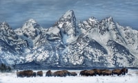 Jackson, Grand Teton et National Elk Refuge Voyage de jour d'hiver - Hizvo