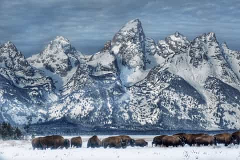 Jackson: Grand Teton and National Elk Refuge Winter Day Trip