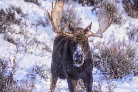 Jackson: excursión de un día de invierno a Grand Teton y National Elk RefugeCancelar con 2 días de anticipación: Grand Teton y National Elk Refuge