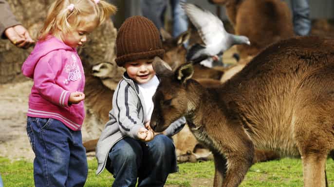 daytrip sovereign hill ballarat wildlife park