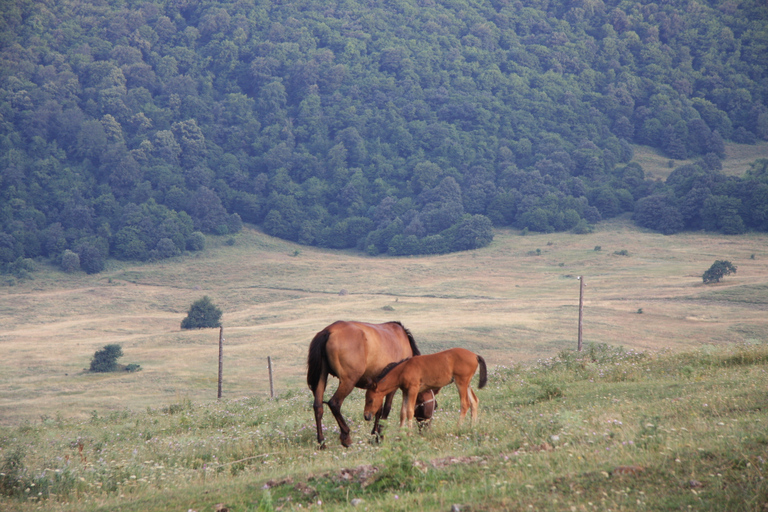 Yerevan: 1-day Horseback Riding in the Lush Region of Lori Standard Option