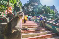 Private KL City Tour with Petronas Twin Towers & Batu Caves - Housity