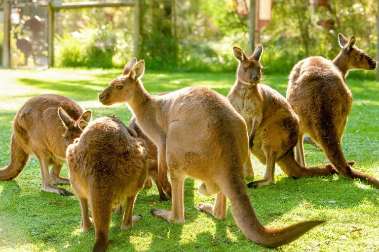 Melbourne: Eintritt zum Healesville Sanctuary