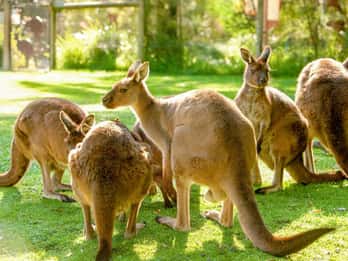 Melbourne: Eintritt zum Healesville Sanctuary Melbourne: Eintritt zum Healesville Sanctuary
