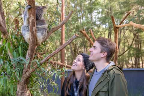 Healesville Sanctuary: General Admission Ticket