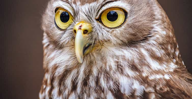 Healesville Sanctuary Wildlife Experience photo 6