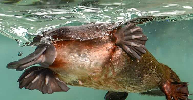 Healesville Sanctuary Wildlife Experience photo 7