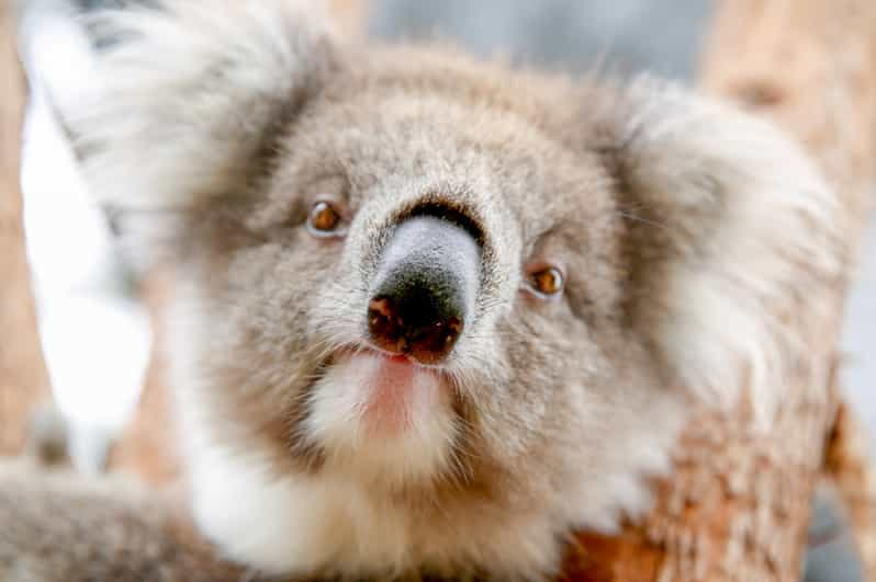 Healesville Sanctuary: General Admission Ticket | GetYourGuide