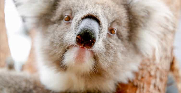 Healesville Sanctuary Wildlife Experience photo 9