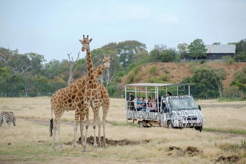 Werribee Open Range Zoo: tour con biglietto da Melbourne