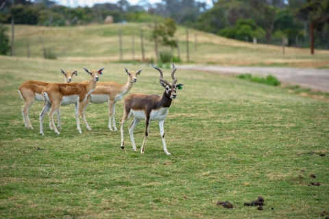 Melbourne: toegangsticket Werribee Open Range Zoo