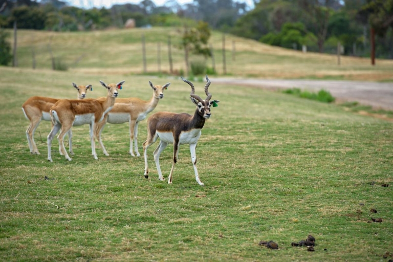 Melbourne: bilet wstępu do zoo Werribee Open Range