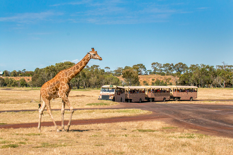 Melbourne: toegangsticket Werribee Open Range Zoo