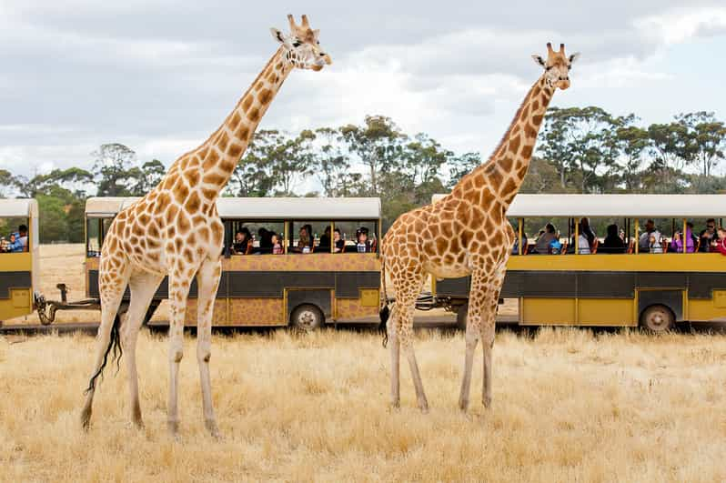 Melbourne: Werribee Open Range Zoo Admission Ticket | GetYourGuide