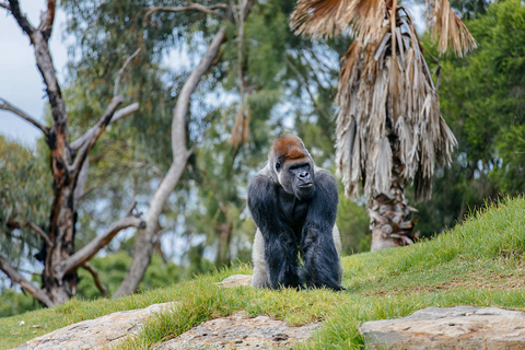 Melbourne Werribee Open Range Zoo Ticket de entradaMelbourne Entrada para el zoo Werribee Open Range