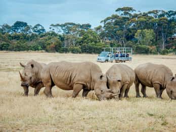 Werribee Open Range Zoo Melbourne: Tagesticket Werribee Open Range Zoo Melbourne: Tagesticket