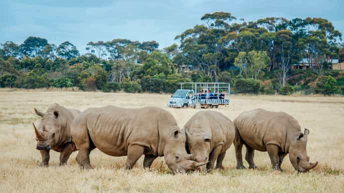 werribee open range zoo melbourne tagesticket