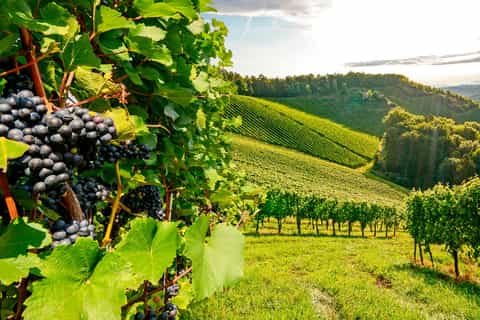 From Sesimbra: Full-Day Arrábida Culture & Wine Tasting Tour