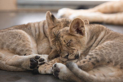 Phoenix Zoo Admission Ticket with ZooLights Option Phoenix ZooLights Entry Ticket