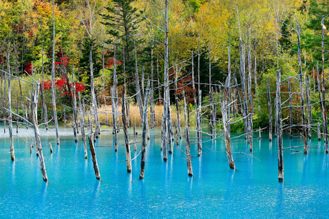 Hokkaido Summer Nature Experience: Furano & Biei
