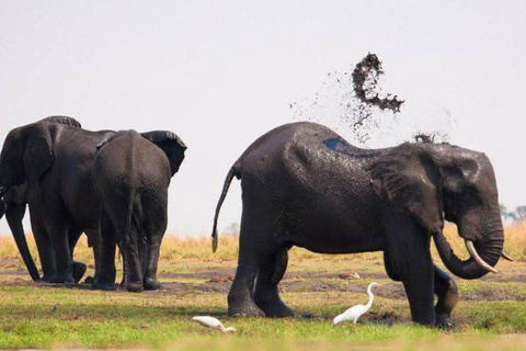 Zambia and Botswana: 5-Day Safari